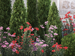 Beautiful garden with thuja flowers cypress and oleander 1370 Modelo 3D