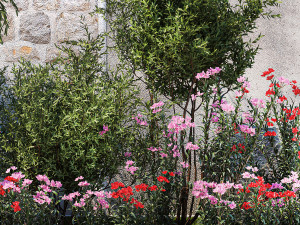 Beautiful garden with Olive Elaeagnus Oleander flowers 1371 3D Модель
