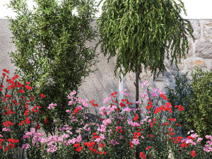 Beautiful garden with Olive Elaeagnus Oleander flowers 1371 3D Модель