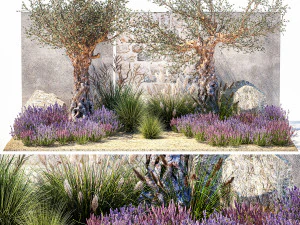 Beautiful garden with old olive feather grass lavender flowers 1373 3D Model