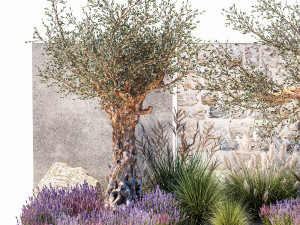 Beautiful garden with old olive feather grass lavender flowers 1373 Modelo 3D