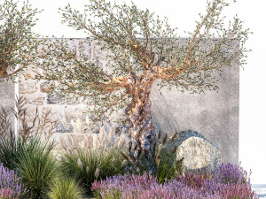 Beautiful garden with old olive feather grass lavender flowers 1373 Modelo 3D