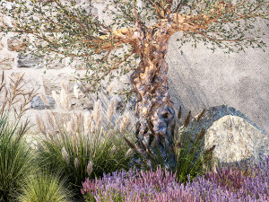 Beautiful garden with old olive feather grass lavender flowers 1373 Modelo 3D