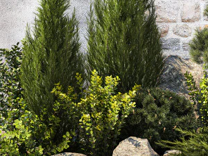 Beautiful garden with thuja cypress pine juniper 1374 3D Model