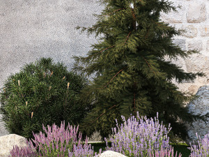 Beautiful garden lavender cypress spruce juniper 1376 Modelo 3D