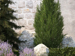 Beautiful garden lavender cypress spruce juniper 1376 3D Model