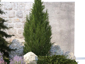 Beautiful garden lavender cypress spruce juniper 1376 3D Model