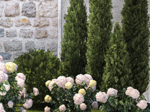 Beautiful garden thuja cypress bush hydrangea white 1377 Model 3D