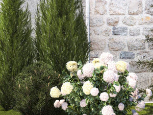 Garden with thuja cypress pine and Hydrangea white bushes 1379 3D Model
