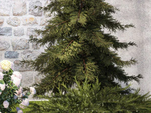 Garden with thuja cypress pine and Hydrangea white bushes 1379 3D Model