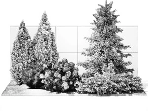 Garden with thuja cypress pine and Hydrangea white bushes 1379 3D Model