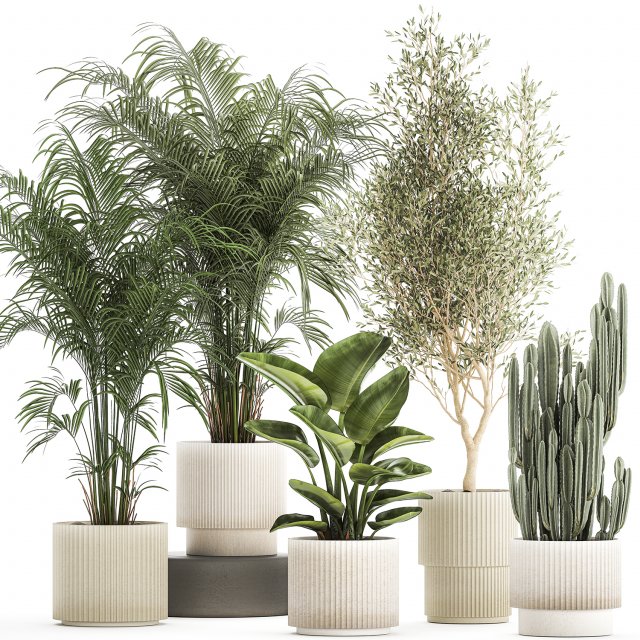 Beautiful plants Strelitzia Oliva cactus in pots 1380 3D-Modell .c4d .max .obj .3ds .fbx .stl .blend 