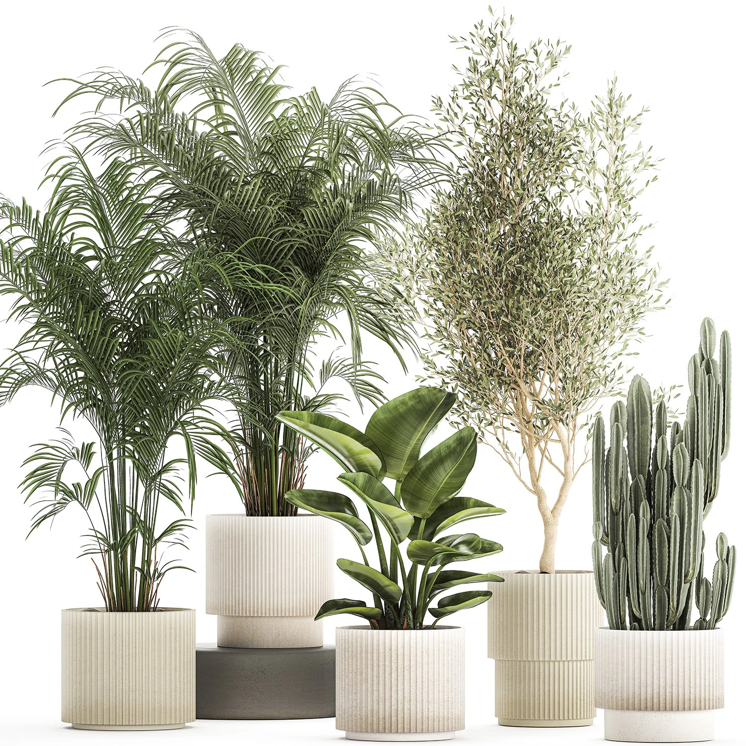Beautiful plants Strelitzia Oliva cactus in pots 1380 3D Model .c4d .max .obj .3ds .fbx .stl .blend 