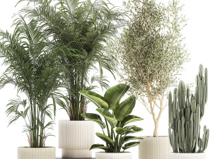 Beautiful plants Strelitzia Oliva cactus in pots 1380 3D Model