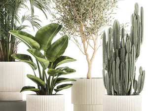 Beautiful plants Strelitzia Oliva cactus in pots 1380 3D Model