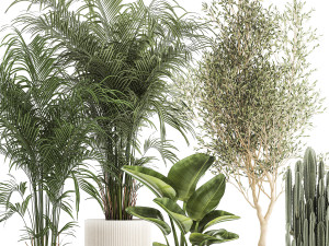 Beautiful plants Strelitzia Oliva cactus in pots 1380 3D-Modell