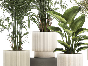Beautiful plants Strelitzia Oliva cactus in pots 1380 3D-Modell