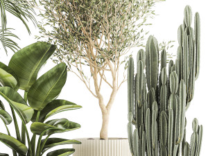 Beautiful plants Strelitzia Oliva cactus in pots 1380 3D-Modell
