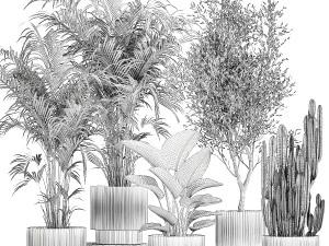 Beautiful plants Strelitzia Oliva cactus in pots 1380 3D Model