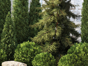 Garden with thuja cypress pine and topiary plant 1381 3D Модель