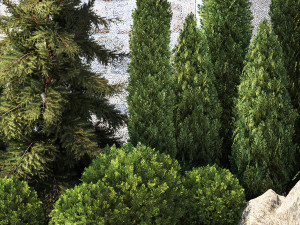 Garden with thuja cypress pine and topiary plant 1381 3D Модель