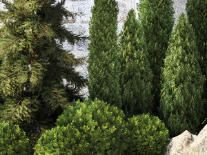 Garden with thuja cypress pine and topiary plant 1381 3D Model