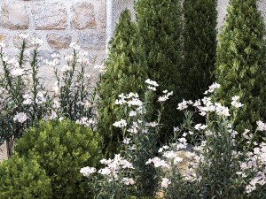 Garden with thuja cypress pine and Nerium oleander plant 1382 3D 模型