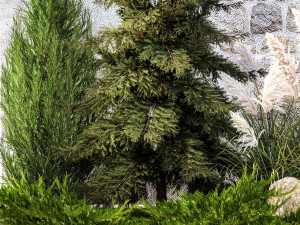 Garden with thuja cypress tree and pampas grass reed grass 1383 3D Model