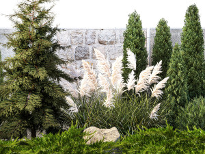 Garden with thuja cypress tree and pampas grass reed grass 1383 3D Model