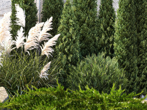 Garden with thuja cypress tree and pampas grass reed grass 1383 3D Model