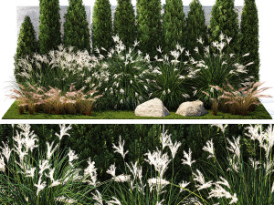Garden with thuja cypress bushes feather grass Miscanthus grass 1384 3D Model