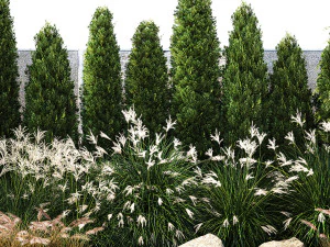 Garden with thuja cypress bushes feather grass Miscanthus grass 1384 3D Model