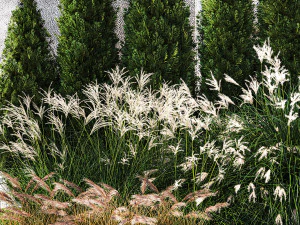 Garden with thuja cypress bushes feather grass Miscanthus grass 1384 3D Model