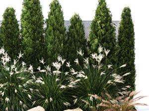 Garden with thuja cypress bushes feather grass Miscanthus grass 1384 3D Model