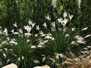 Garden with thuja cypress bushes feather grass Miscanthus grass 1384 3D Model