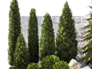 Garden with trees and bushes thuja cypress spruce and pine 1385 3D Модель