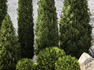 Garden with trees and bushes thuja cypress spruce and pine 1385 3D Модель