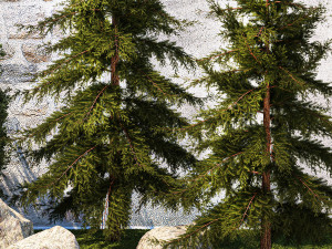 Garden with trees and bushes thuja cypress spruce and pine 1385 3D Модель