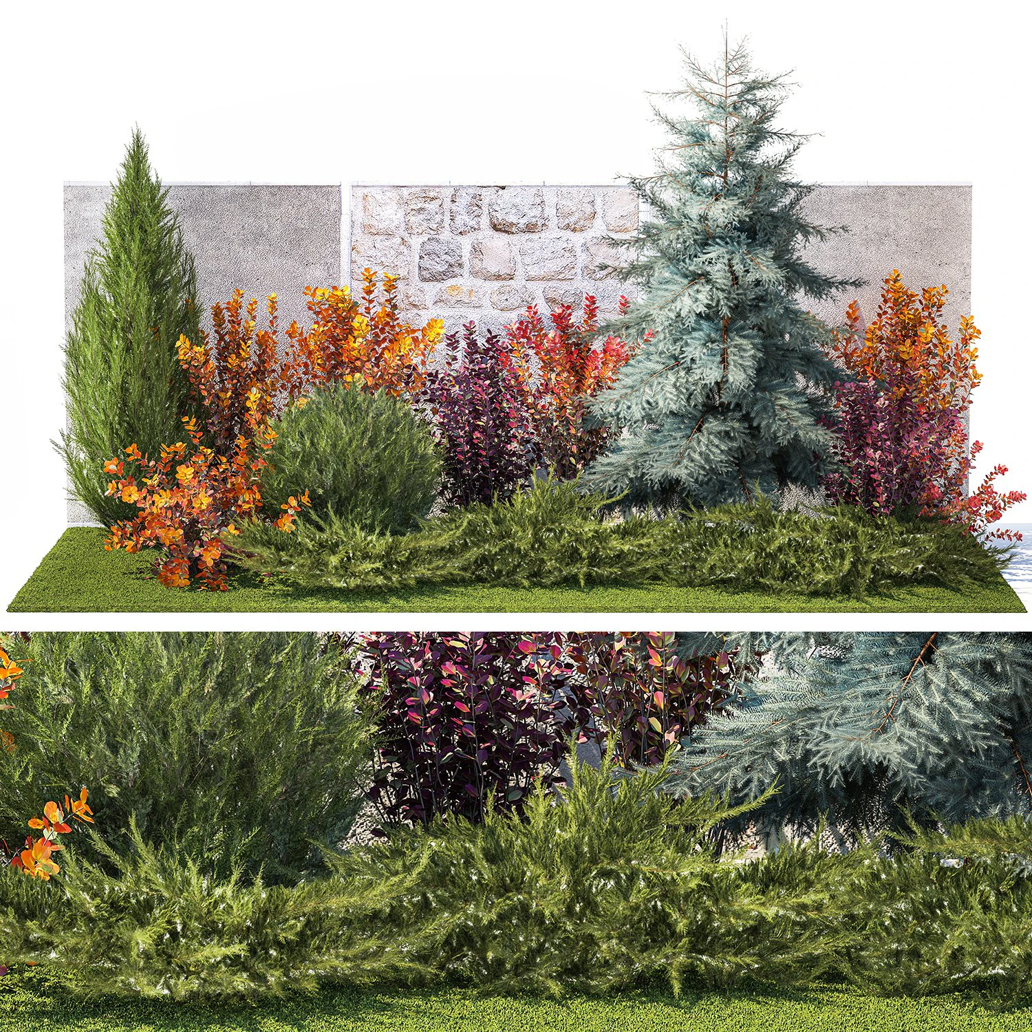 Garden trees thuja cypress spruce and Berberis pine 1386 3D Model .c4d .max .obj .3ds .fbx .stl .blend 