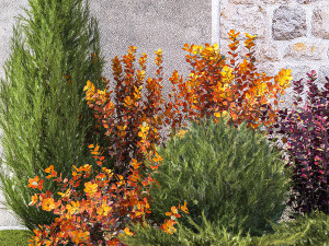 Garden trees thuja cypress spruce and Berberis pine 1386 3D-Modell