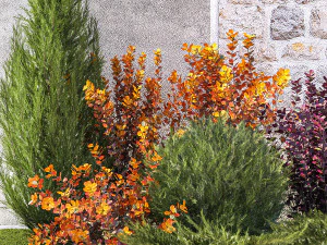 Garden trees thuja cypress spruce and Berberis pine 1386 3D Model