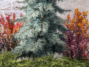 Garden trees thuja cypress spruce and Berberis pine 1386 3D-Modell