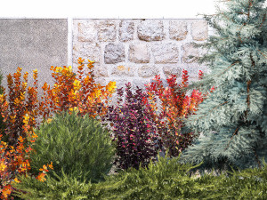 Garden trees thuja cypress spruce and Berberis pine 1386 3D-Modell