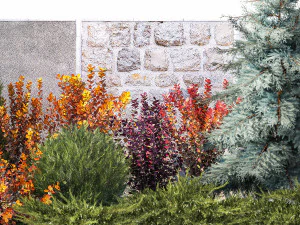 Garden trees thuja cypress spruce and Berberis pine 1386 3D Model