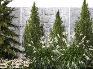 Garden trees thuja cypress spruce pine miscanthus 1387 3D Model