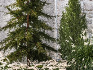 Garden trees thuja cypress spruce pine miscanthus 1387 Modèle 3D