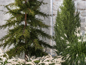 Garden trees thuja cypress spruce pine miscanthus 1387 3D Model