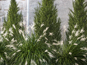 Garden trees thuja cypress spruce pine miscanthus 1387 3D Model
