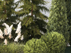 Garden with trees thuja cypress spruce Cortaderia 1388 3D Model
