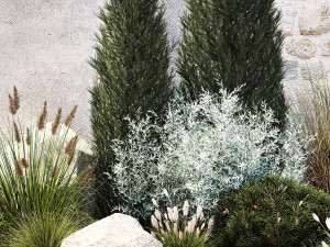 Garden with trees thuja pine bushes olive feather grass grass 1390 3D Model